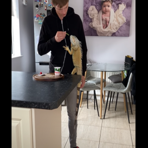 O iguana gigante mostra como ele é fofo transando com seu mestre