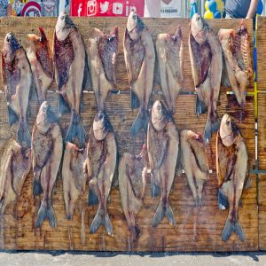 Em sua 3ª edição, ‘Festival Livro na Rua’ homenageia Carolina Maria de Jesus