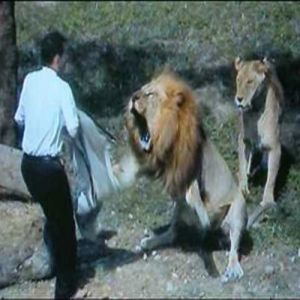 Homem invade a jaula dos leões em zoológico de Taiwan
