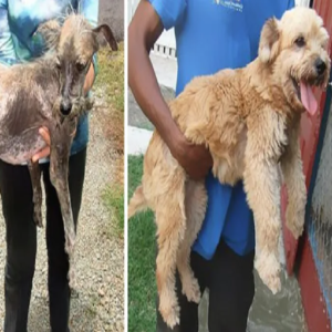 10 imagens que irão restaurar sua fé na humanidade