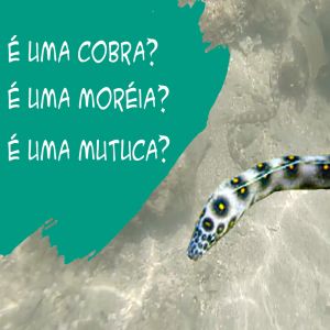 É uma cobra? É uma Moreia? É uma Mutuca? Encontrei em Ponta Verde Maceió - AL
