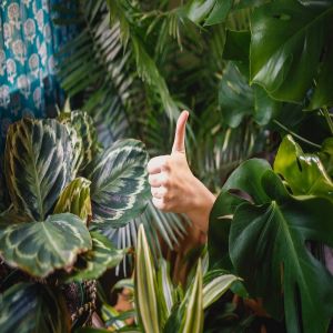 6 plantas para atrair boas energias e decorar sua casa
