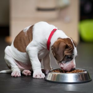 Escolhas alimentares erradas comprometem a saúde dos pets