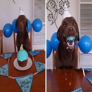 Fotos de cachorros tiradas no momento certo para virar meme