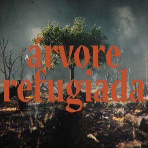 O drama das árvores ameaçadas na Amazônia