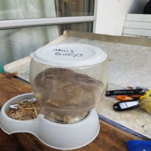 Esses animais não tiveram sorte com sua comida