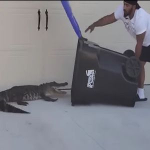 Homem pega um crocodilo com uma lata de lixo e se torna viral