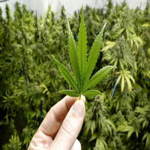 5 mitos sobre o consumo da maconha