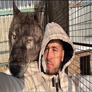 Jovem tem uma loba Gigante como animal de estimação, fato incrível não acontece apenas nos cinemas