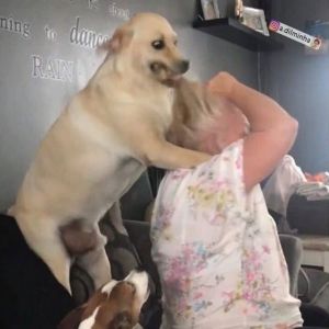 O que os cachorros pensam do seu dono