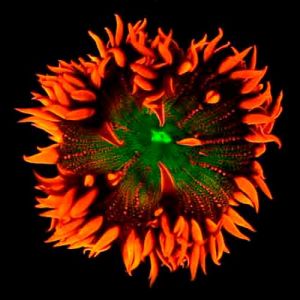 Corais em Miami podem sinalizar o que o futuro reserva para essas criaturas