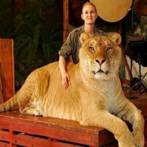 Animais híbridos reais que parecem imaginários!