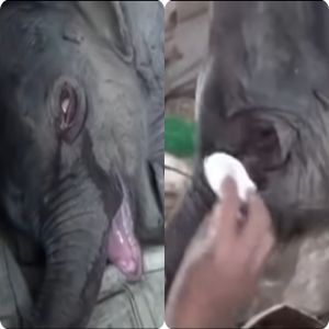 Bebê elefante chora horas depois da rejeição da mãe
