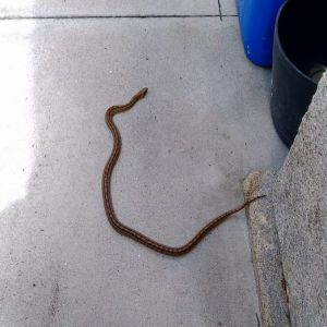 O Cobra entrou furtivamente na concessionária para criar o caos