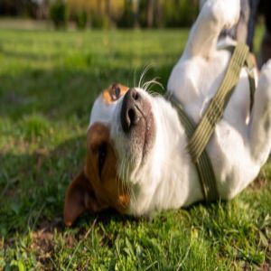 Desvendando o Mistério Canino: Quanto Tempo Dura o Cio de uma Cachorra?