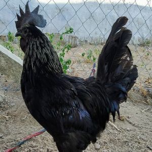 Raça indiana de frango com pele preta e carne escura