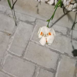 Verdades sobre os dons espirituais