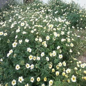 Da ansiosa solicitude