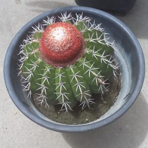 Jesus, a igreja e o pluralismo religioso