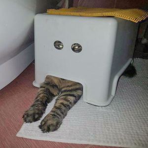 24 animais que não sabem se esconder #2