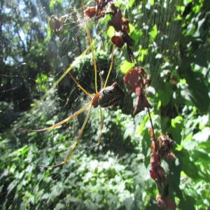 A maior teia do mundo: conheça a aranha tecedeira dourada