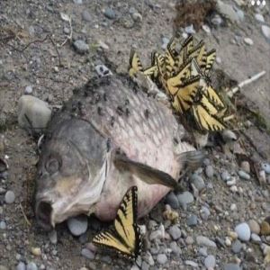 Coisas bizarras que as borboletas se alimentam e você não sabia