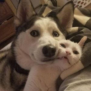 23 animais que não têm ideia de como são adoravelmente bocó