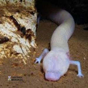 É possível enxergar sem ter olhos?