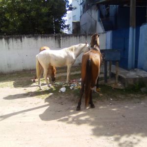 Cavalos soltos na Amália