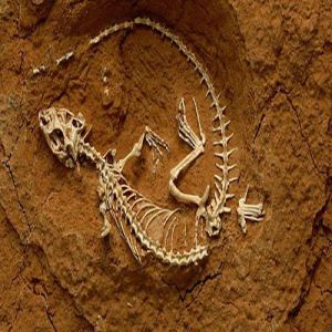 A arte e a ciência da paleontologia
