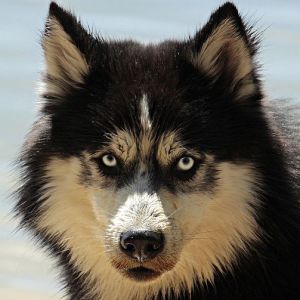 Curiosidades sobre a palavra cachorro