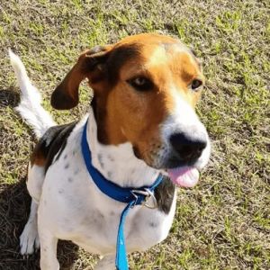 Cachorro assusta família ao aprender a tocar campainha