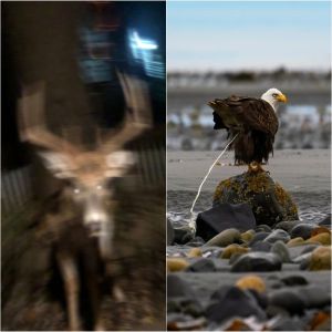 Este grupo do Facebook é dedicado a fotos ruins da vida selvagem que são tão ruins que são boas