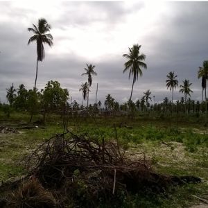 Vacas de Basã – Amós e a Palavra Profética