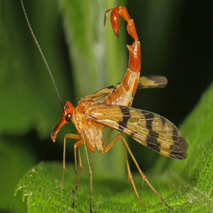 Insetos raros que você provavelmente não conhecia 
