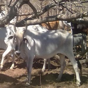 Fauna bíblica - Novo Testamento