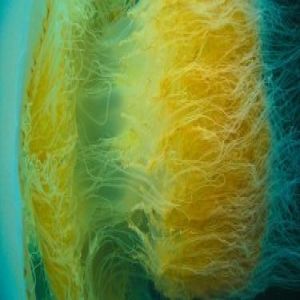 10 alimentos mais mortais a evitar