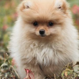 Lulu da Pomerânia – Descubra Tudo Sobre Essa Raça Adorável e na Moda!