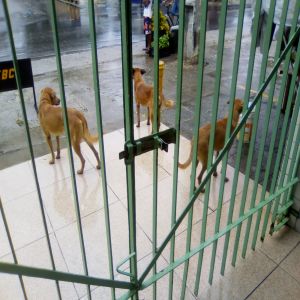 Cachorros com fome e sede