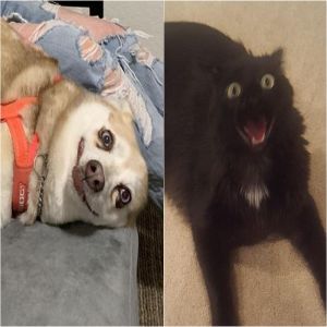 15 Reações divertidas de animais que podem facilmente animá-lo