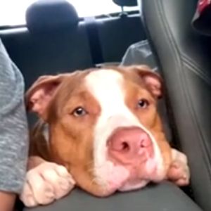 Pitbull faz birra depois de levar bronca