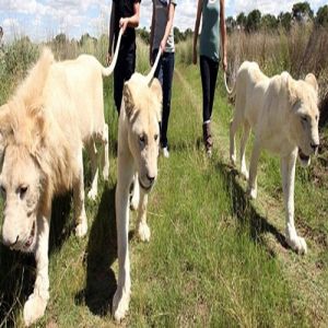 Caminhando com leões na África do Sul