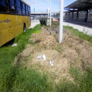 Capim sendo retirado de terminal (Antes e Depois)