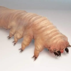 Esse bichinho que vive em nosso corpo e você nem imagina aonde e o que ele pode causar