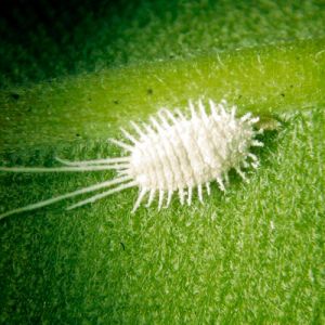 Sabe da onde vem o corante vermelho?