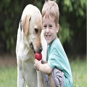 10 Brinquedos para Cachorro que Ficam Sozinhos