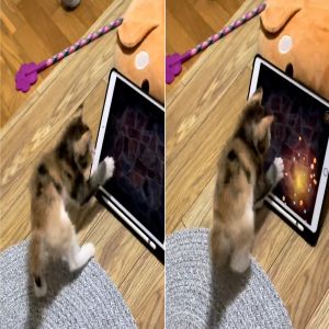 Paint for Cats: aplicativo de jogo para iPad para gatos