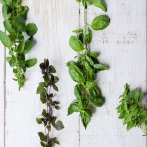 Basílico, alfavaca e manjericão roxo: saiba como usar os tipos de manjericão