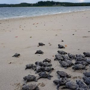 Salvando Tartarugas na Ilha de Itamaracá