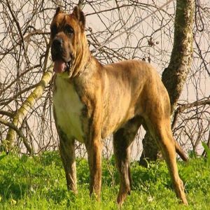 cachorros são proibidas em alguns países